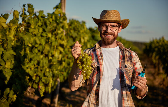 Happy winemaker showing harvested grapes