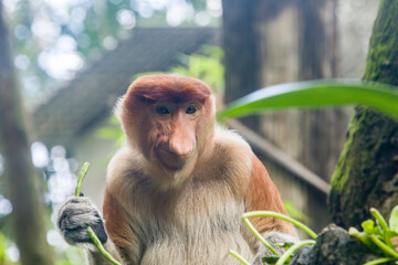 The closeup image of proboscis monkey. 
It is a reddish-brown arboreal Old World monkey with an unusually large nose. It is endemic to the southeast Asian island of Borneo.