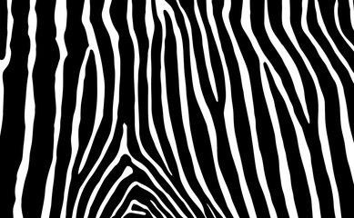Zebra skin texture pattern, vector background