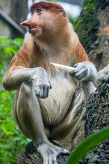 Naklejka premium The closeup image of proboscis monkey. It is a reddish-brown arboreal Old World monkey with an unusually large nose. It is endemic to the southeast Asian island of Borneo.