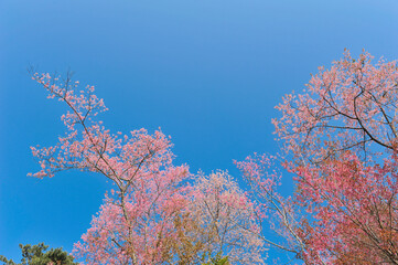 Prunus cerasoides in selective focus point
