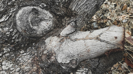 Cut trees and textures - 01