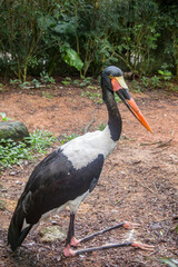 The saddle-billed stork  (Ephippiorhynchus senegalensis) is a large wading bird in the stork family, Ciconiidae. It is a widespread species which is a resident breeder in sub-Saharan Africa