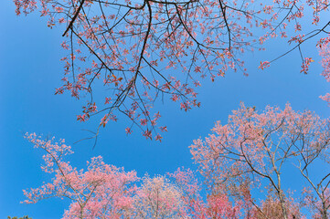 Prunus cerasoides in selective focus point