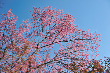 Prunus cerasoides in selective focus point