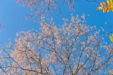 Prunus cerasoides in selective focus point