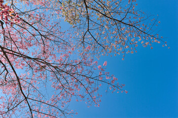 Prunus cerasoides in selective focus point