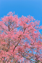 Prunus cerasoides in selective focus point