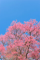Prunus cerasoides in selective focus point