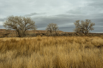 Fototapeta premium Three barren trees sitting in yellow grass field in open desert range on cloudy day in rural New Mexico