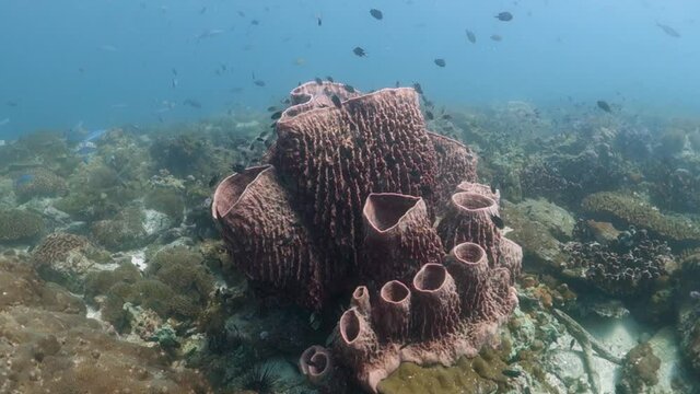 Giant Barrel Sponge Many Cones Provides Shelter to Black Damselfish