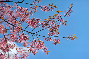 Prunus cerasoides in selective focus point