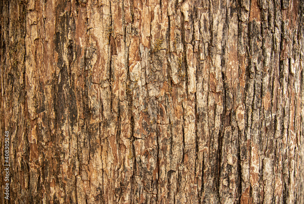 Wall mural bark pattern is seamless texture from tree. for background work