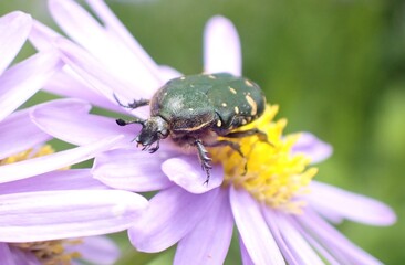 ハナムグリの蜜集め