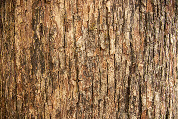Bark pattern is seamless texture from tree. For background work - obrazy, fototapety, plakaty