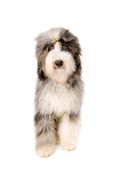 Sheepadoodle dog isolated on white