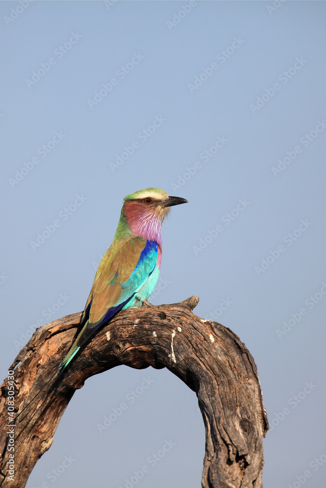 Wall mural The lilac-breasted roller (Coracias caudatus) sitting on a dry tree branch with blue background.