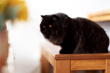 Britisch Langhaar Katze imposant und edel schwarzer Panther mit orangen Augen