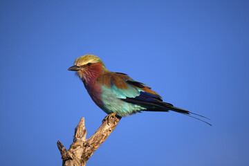 Lilac-breasted Roller (Coracias caudata) sitting on a bare branch of a dead tree with a blue background
