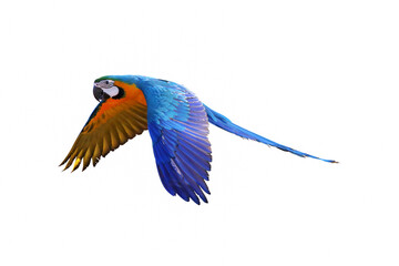 Macaw parrot flying isolated on white background