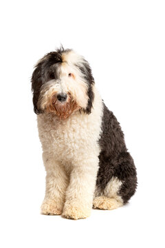 Sheepadoodle dog isolated on white