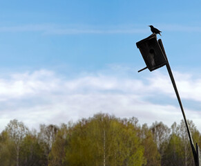 Spring photo of a silhouette of a starling on a birdhouse against a background of blue sky and trees.