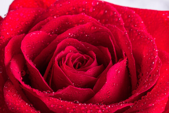 Petal of red rose with water drops. Close-up - Image