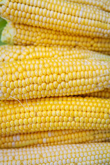 Collection of young yellow corn in summer. Harvesting from the vegetable garden. Agriculture. Close-up.