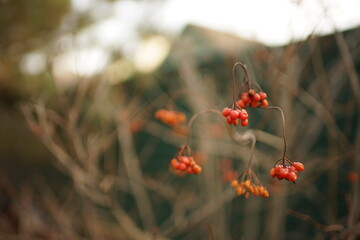 Dry hawthorn bush with old red berries grow in the garden. Fence and rural roof on the background.