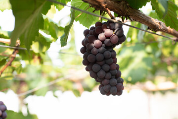 Fototapeta premium grapes ready for harvest. Ripening bunch of grapes on vines growing in vineyard