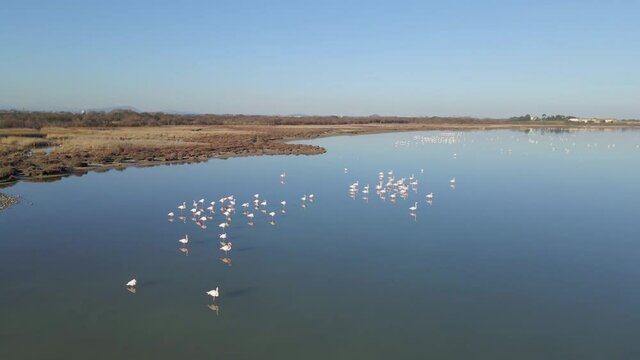 Aerial view of flamingos in lagoon of South France