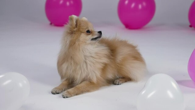 A Pomeranian Spitz lies in the studio on a gray background, surrounded by pink and white balloons. The pet turns its head, a white balloon falls from above and the dog leaves. Slow motion. Close up.