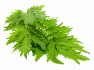 Fresh Valerian on white Background - Isolated