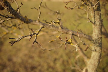 branches of a dry pear tree in a sunny day