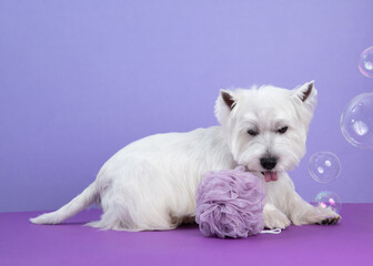 Cute West Highland White Terrier dog on purple background after bath, grooming. Dog portrait among soap bubbles. Copy Space. Place for text