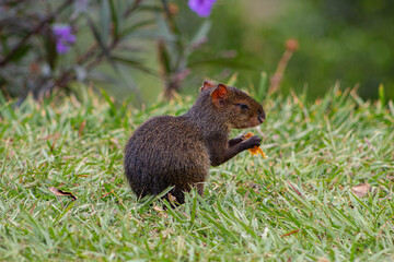 Agutí centroamericano