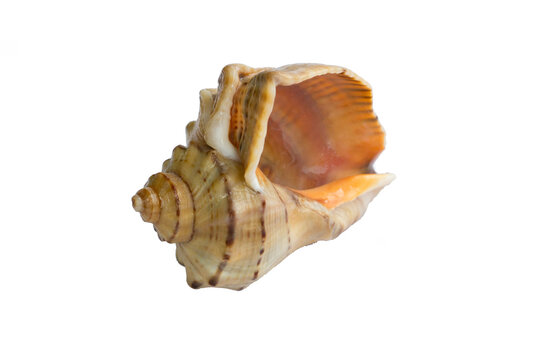 Marine bright yellow orange gastropod seashell close-up on white background