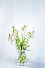 Bouquet of spring snowdrops on a table