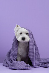 Cute West Highland White Terrier dog on purple background after bath. Dog wrapped in a violet towel. Pet grooming concept. Copy Space. Place for text