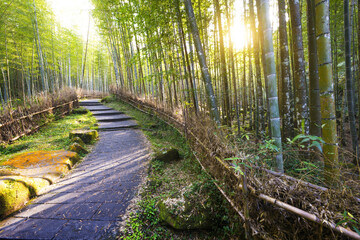 An elegant path through the beautiful bamboo forest,the scenery of Xitou Nature Education Area of...