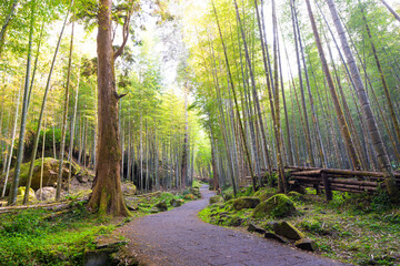 An elegant path through the beautiful bamboo forest,the scenery of Xitou Nature Education Area of Nantou County, Taiwan
