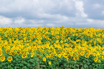 Yellow field of sunflowers with gray cloudy sky view