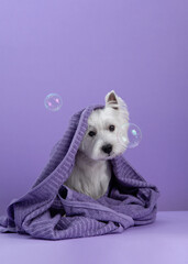 Cute West Highland White Terrier dog on purple background after bath. Dog wrapped in a towel among soap bubbles. Pet grooming concept. Copy Space. Place for text - 408309844