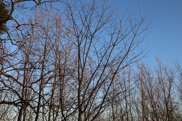 冬の木々と青い空