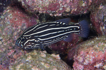 ヌノサラシの幼魚