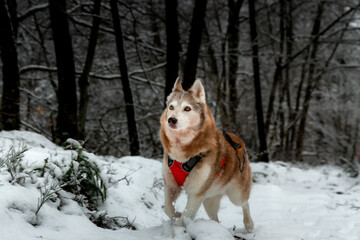 Husky siberien