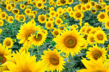 Colorful bright orange yellow sunflowers on summer field meadow