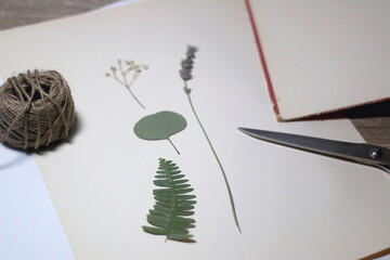Pressed flowers on the paper. Making herbarium at home. Selective focus.