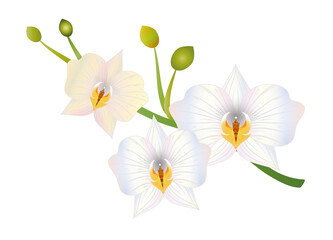 zarte opalisierende weiße Blüten einer Orchidee