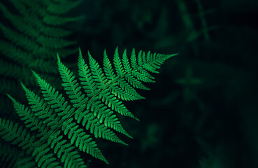 Perfect natural fern leaves background.